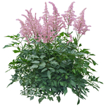 园林植物