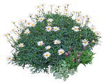 园林植物