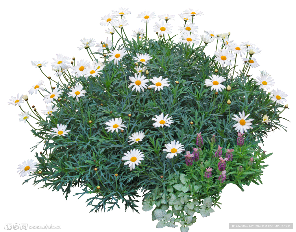 园林植物