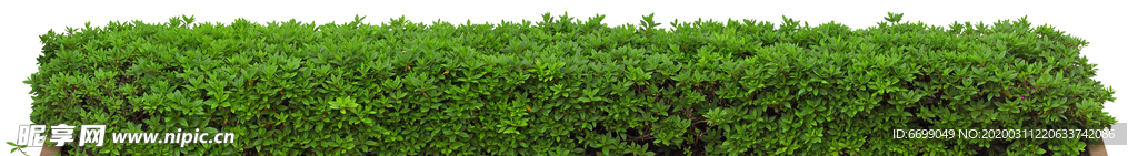园林植物