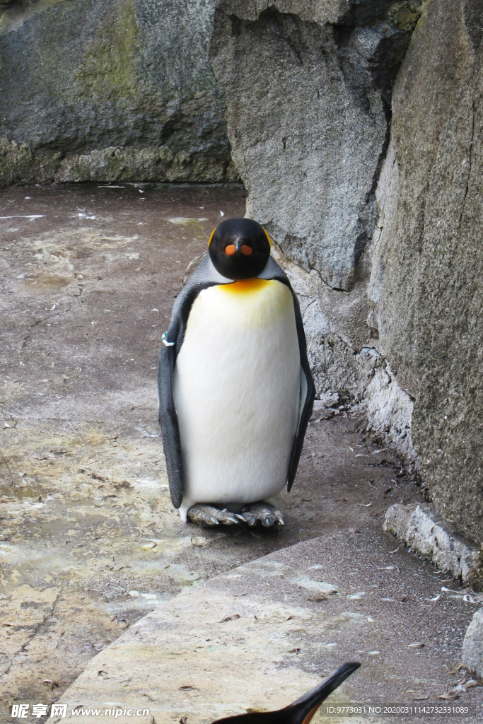 企鹅