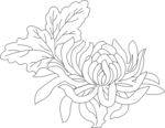 菊花