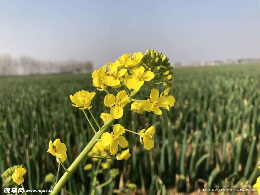 油菜花