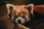 小熊猫野生动物野兽背景