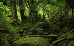 森林树木青苔草地树枝