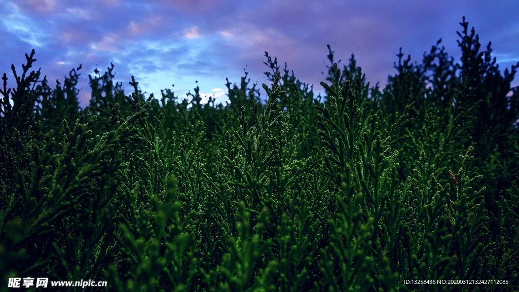 森林树木天空云彩背景