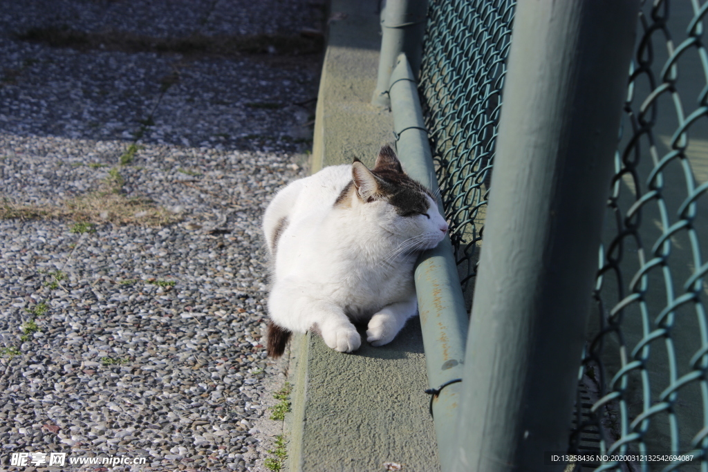 小猫宠物猫咪动物背景