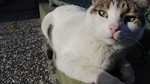 小猫宠物猫咪动物背景