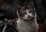 小猫宠物猫咪动物背景