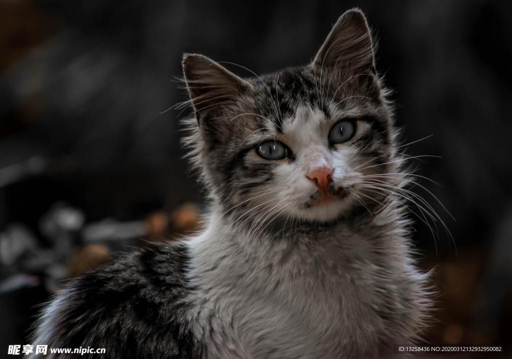 小猫宠物猫咪动物背景