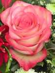 玫瑰花