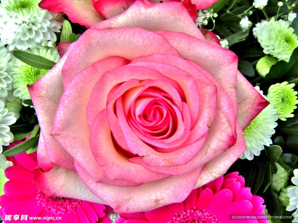 玫瑰花