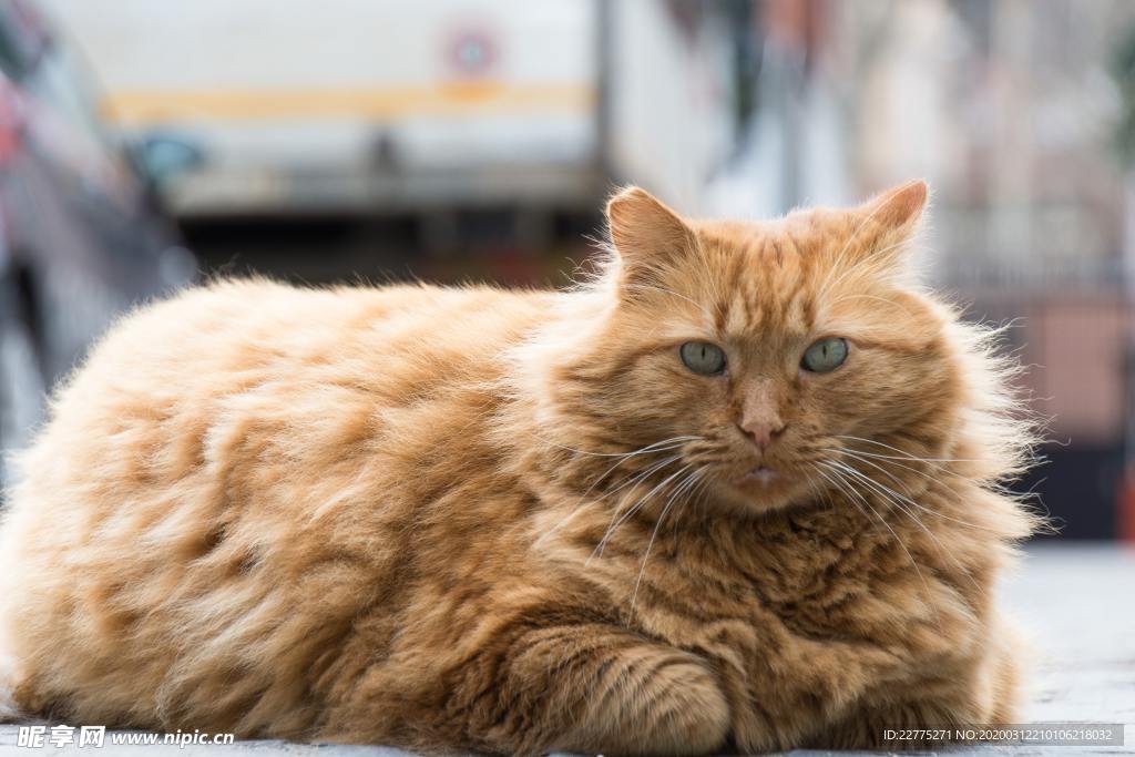 橘色猫咪