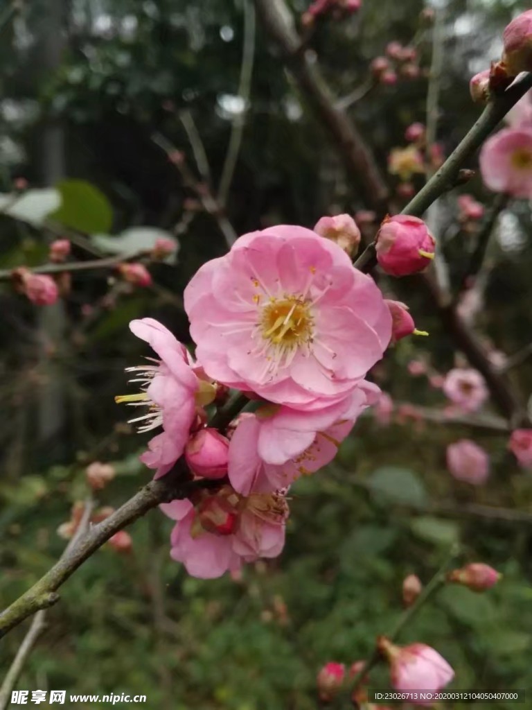 一枝寒梅暗香来