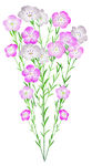 非洲菊插图