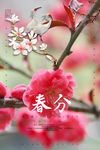 美丽 春天 春分 装饰 摘要