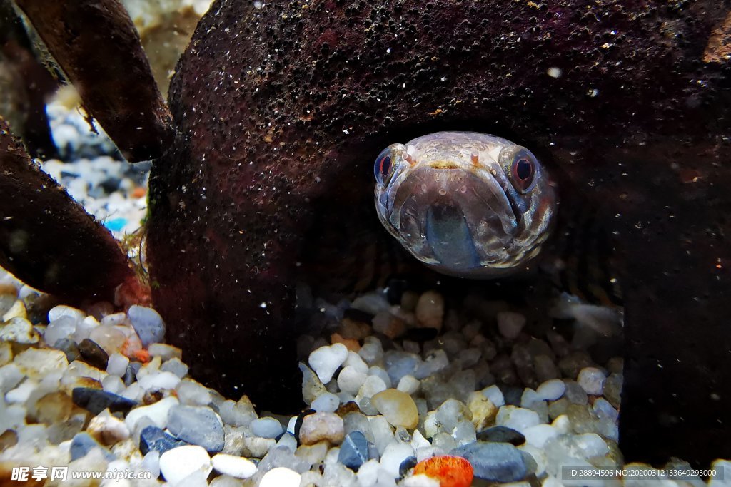 彩虹蛇头鱼 亚洲蛇头鱼 水族馆