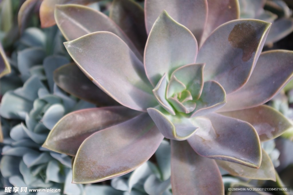 多汁 多肉植物绿色 花园中心