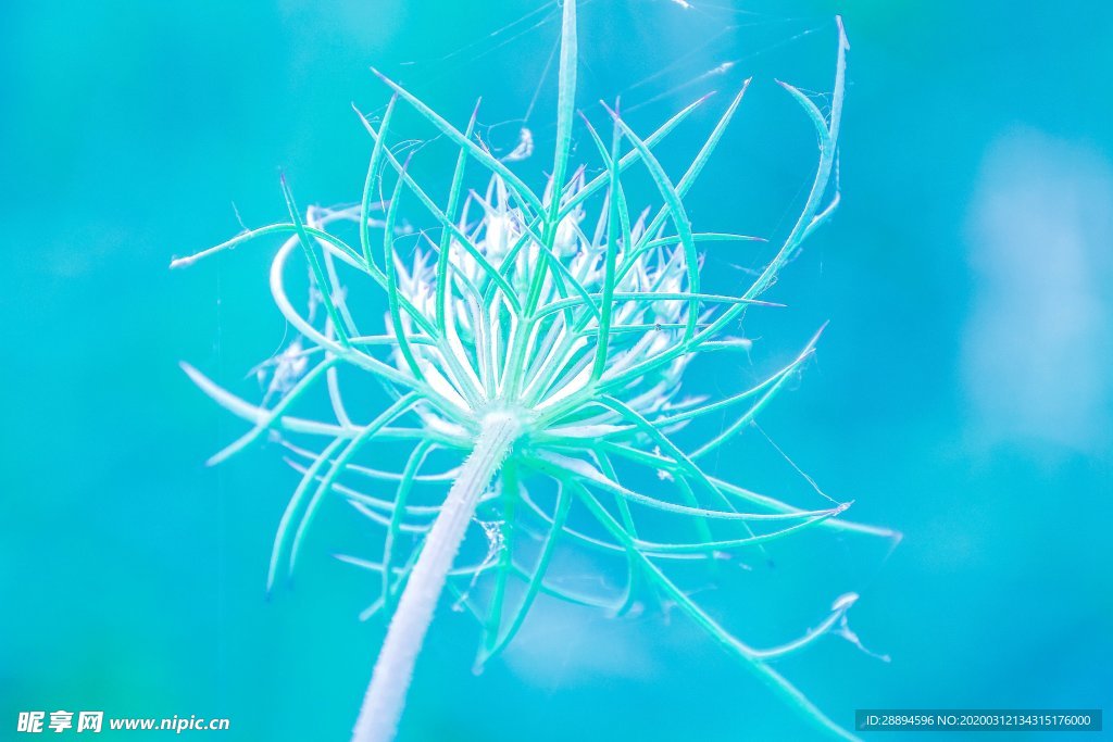 花 蓝色 性质 背景 屏幕 鲜