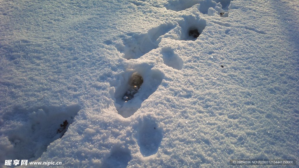 脚印 雪 阴影 冬天 冷 白