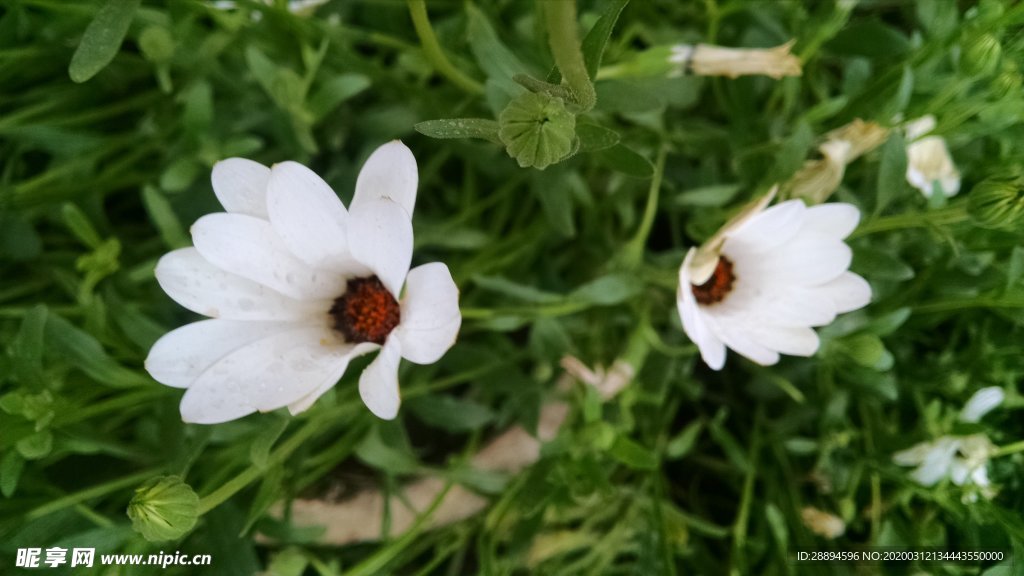 洁白的花朵 玫瑰 白 婚礼 花