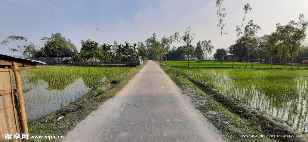 路 村 景观 夏天 自然