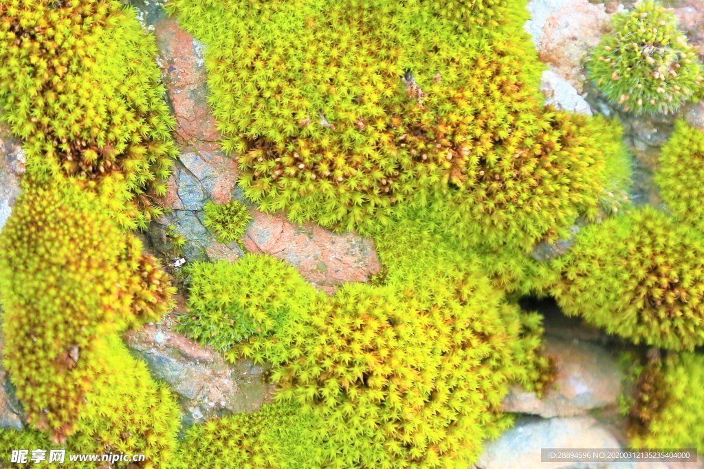 绿色土地 农村 山 植物 森林