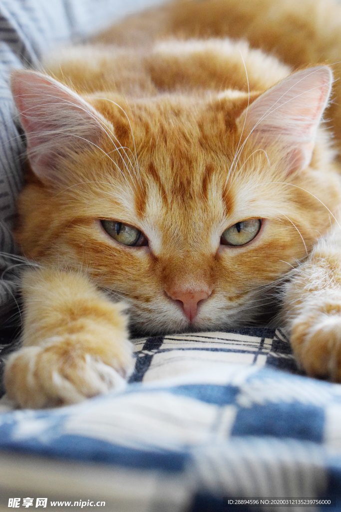 猫 Roux 猫科动物 国内动