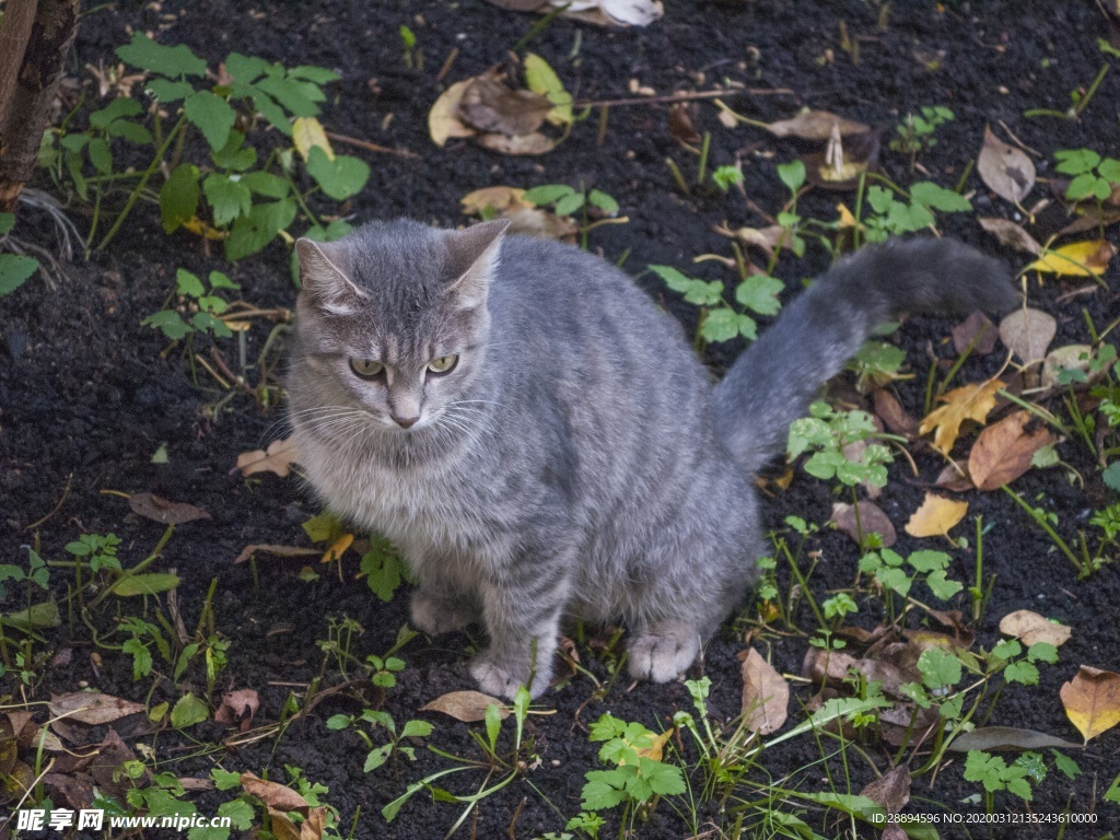 猫 动物 基蒂 小猫 毛皮 可