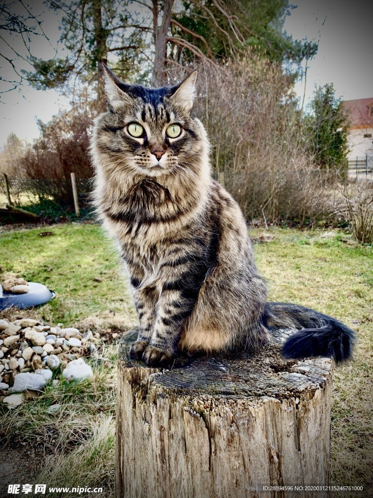 猫 户外 动物 国内的猫 野生