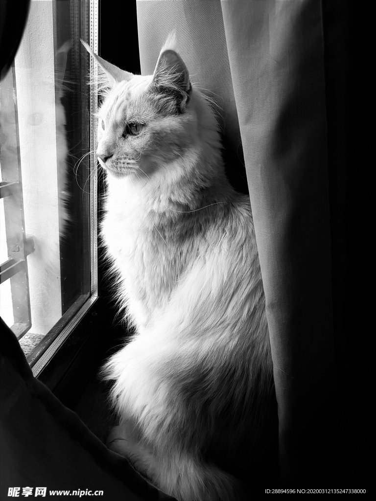 猫咪可爱 甜 优雅