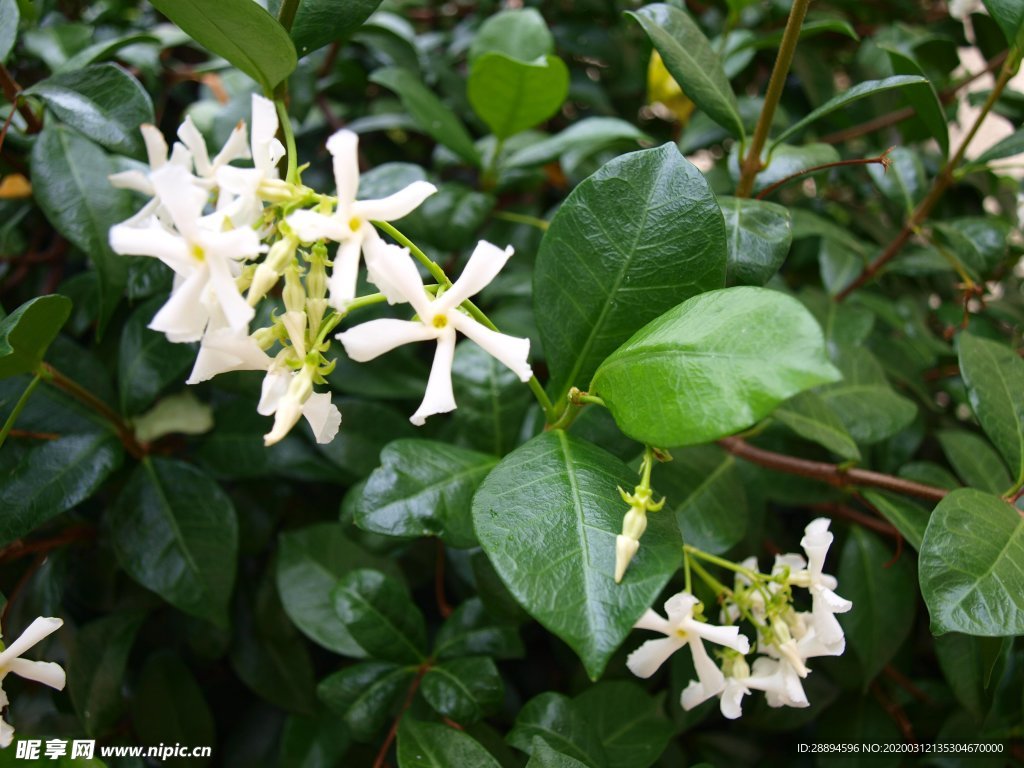 茉莉花 茉莉植物花朵