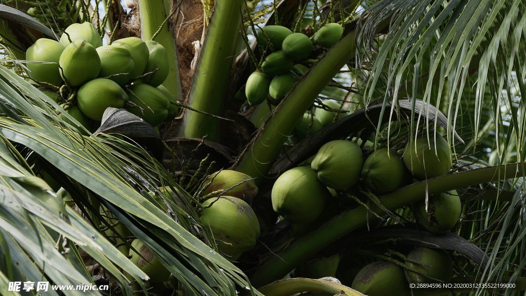 椰子 树 热带 异国情调