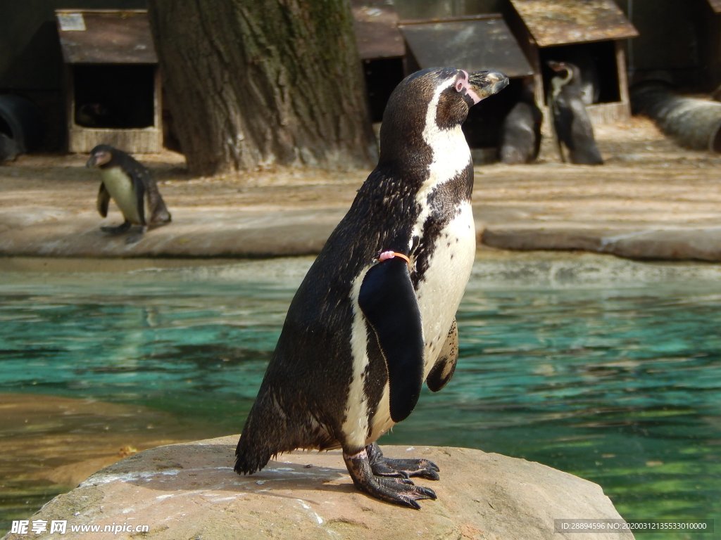 企鹅 动物 动物园