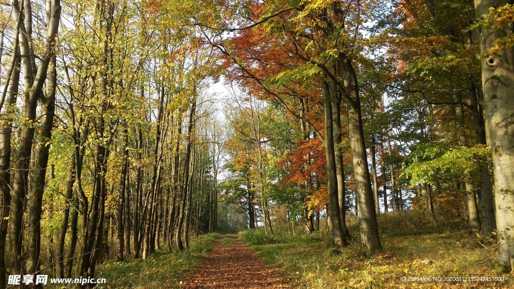 秋季森林路径秋天的落叶