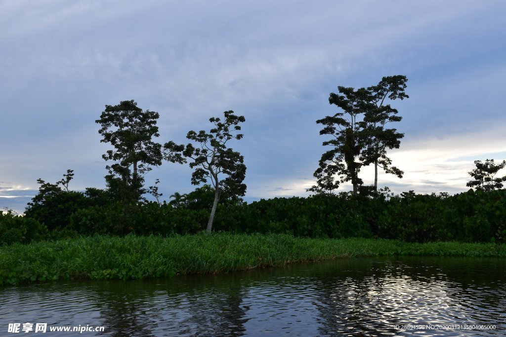 森林 河流 景观 雾 树 秋