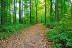 森林 路 路径 平静 自然