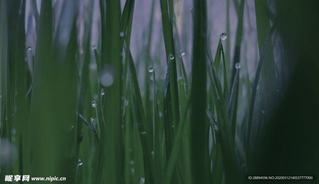 下雨天 城市 湿漉漉 小草绿色