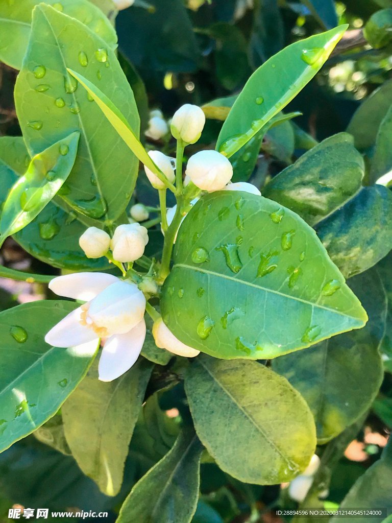 鲜花 树 纳兰霍 植物