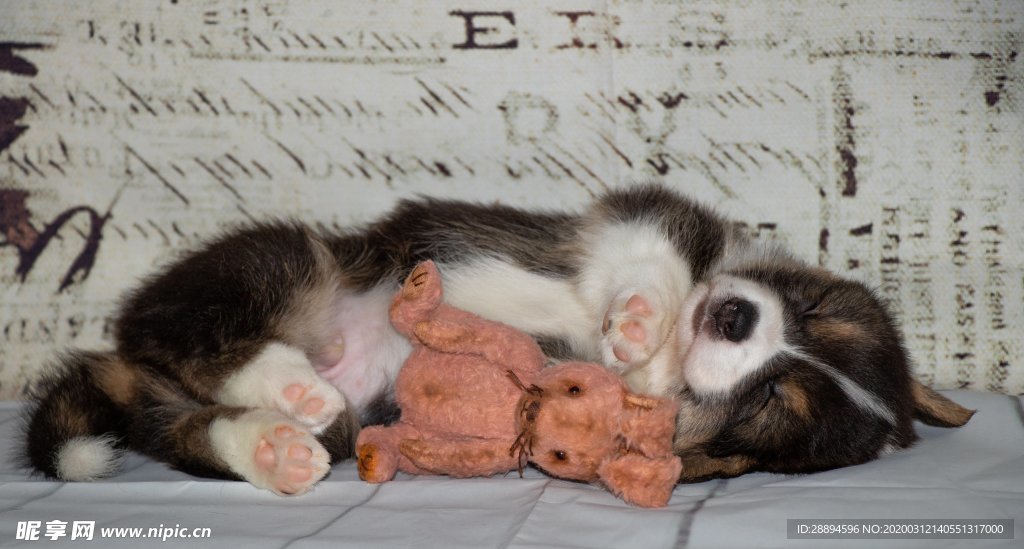 小狗 柯基犬图片 睡眠