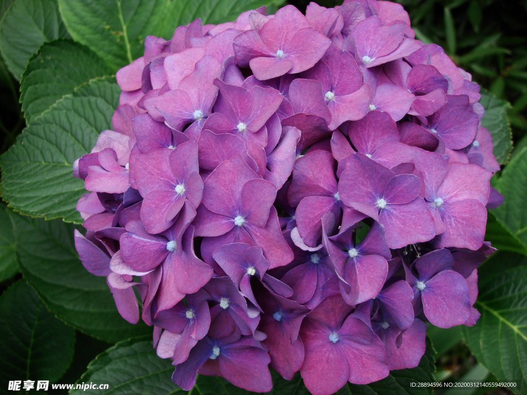 绣球 花 紫色花 自然
