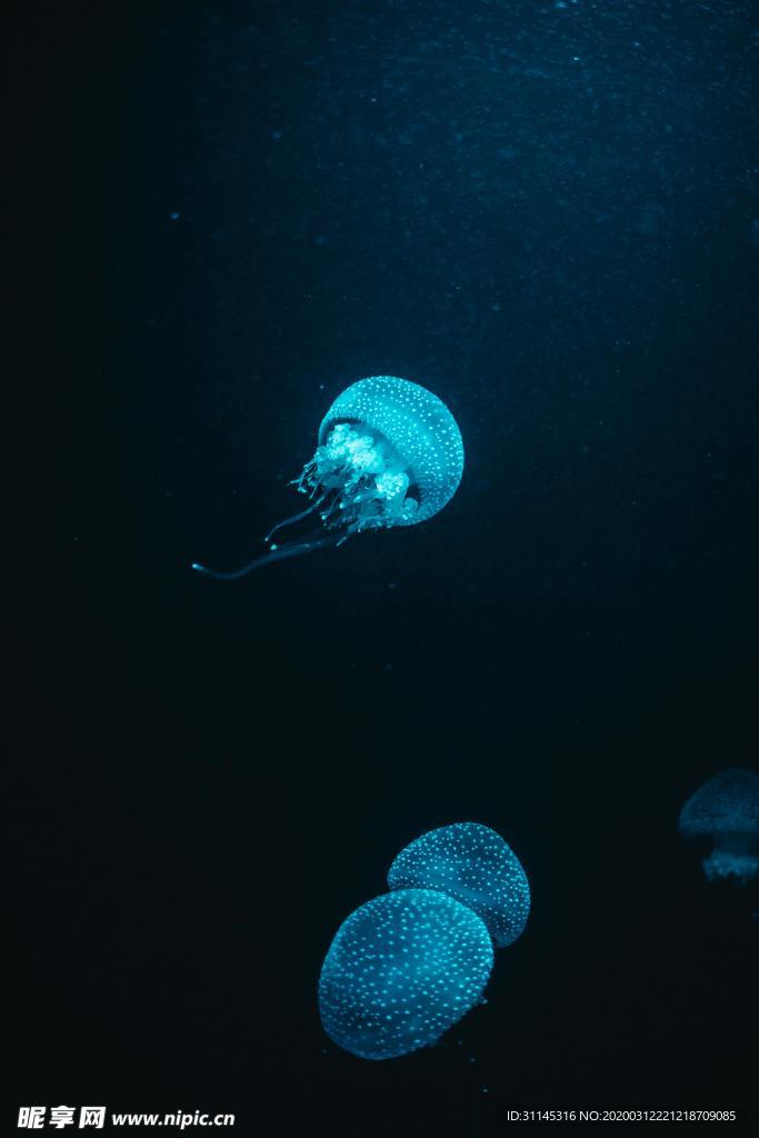 深海透明水母