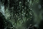 树叶上的水滴