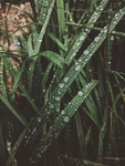 茅草上的雨滴