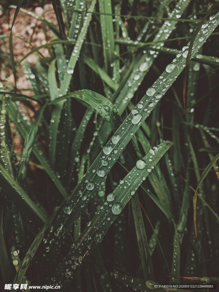 茅草上的雨滴