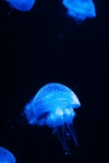 深海的蓝色水母