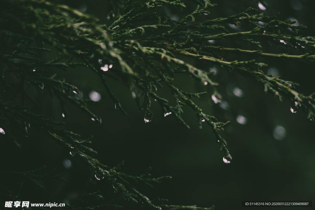 树叶上的雨滴