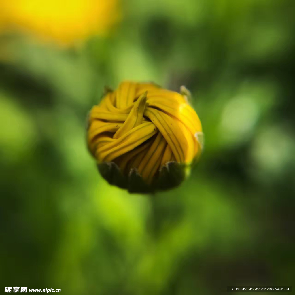 花苞