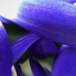 蓝色菊花花瓣