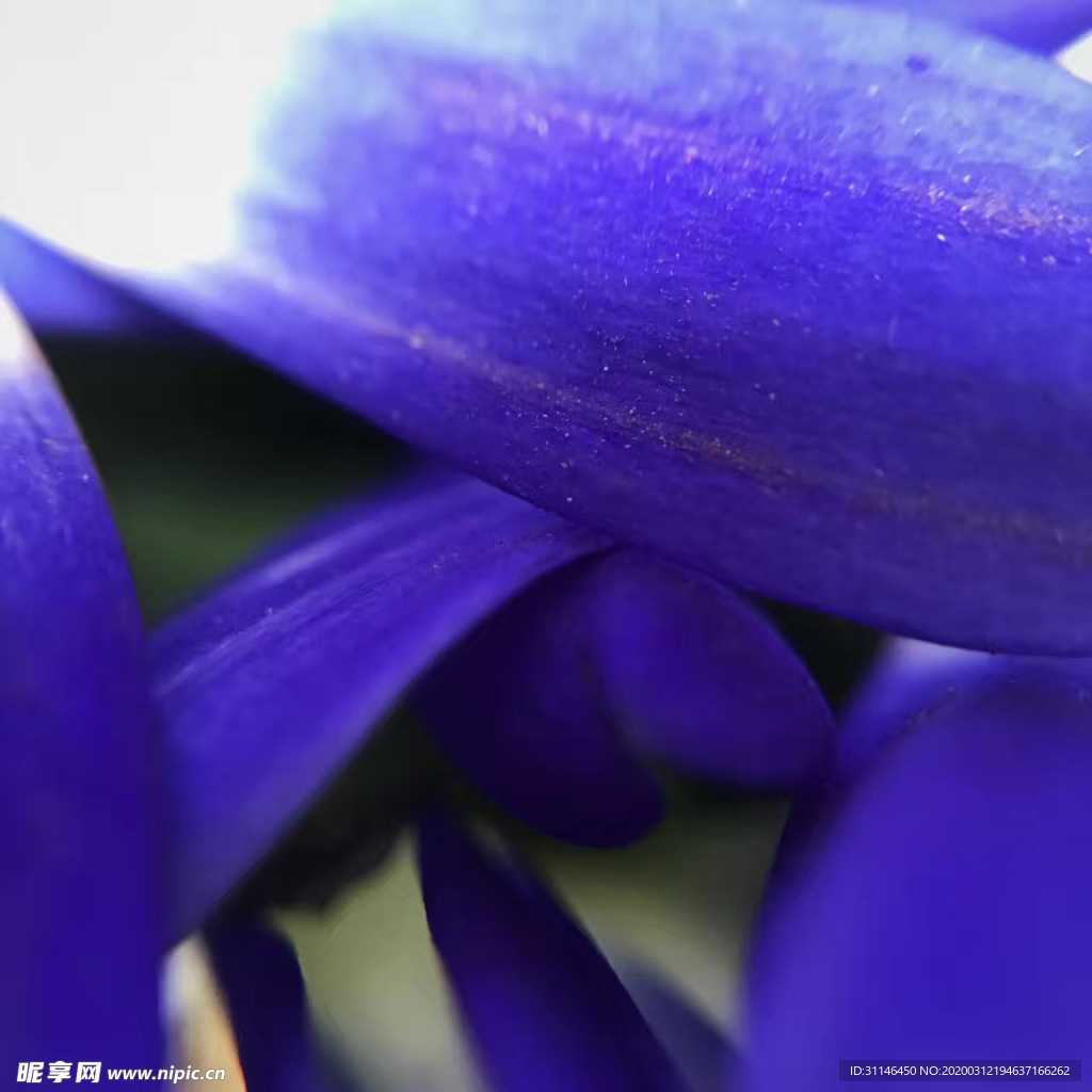 蓝色菊花花瓣